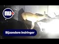 Agenten met getrokken wapens stuiten na inbraakmelding op hert | NU nl