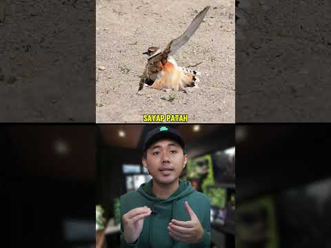 Strategi Burung Pipit Pantai Lindungi Anak-Anaknya?🦜