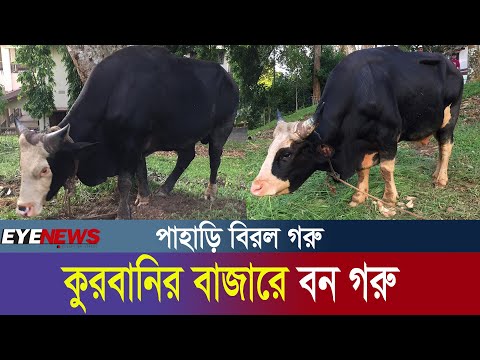 কুরবানির বাজারে দেখা মিললো বিরল বনগরু | Eid lasted cow market update | Goyal | Bison || Eye News