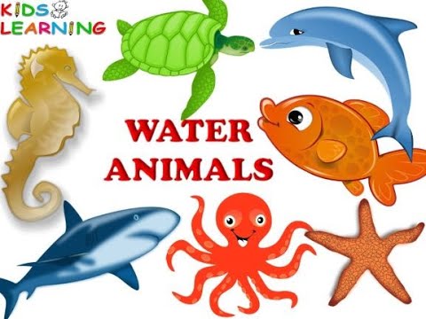 Water animals I Sea animals I Kids  Vocabulary I Aquatic animals for kids I Educational video