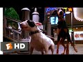 Babe: Pig in the City (1998) - Dog Chase Scene (3/10) | Movieclips