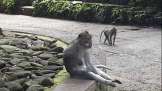 Brass Monkey - Beastie Boys