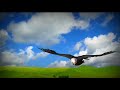 Amazing Background Video Background Video Background