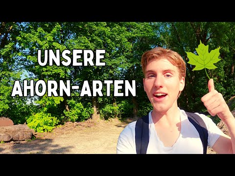 Ahornmania - Eine kurze Reise durch unsere heimischen Ahorn-Baum-Arten! (Unterscheiden für Anfänger)