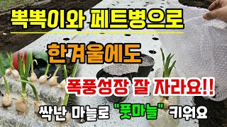 뽁뽁이와 페트병으로 한겨울에도 마늘이 폭풍성장 잘 자라요 마늘싹 키워 먹는 방법 풋마늘키우기