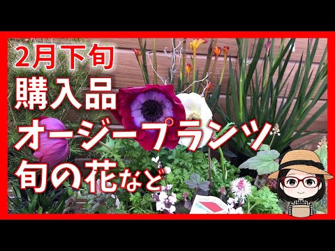 園芸 ジェラルトン ワックス フラワー、ワックス