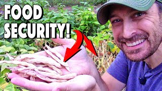 Growing Dry Beans And Tips For Harvesting Pinto Beans!