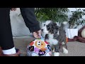 Mini Bernedoodle dogs for sale: Lucy - Video 1
