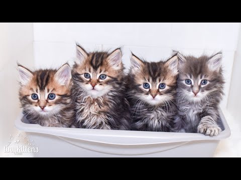 , title : 'LIVE: Watch Fifi's newborn kittens grow up!'