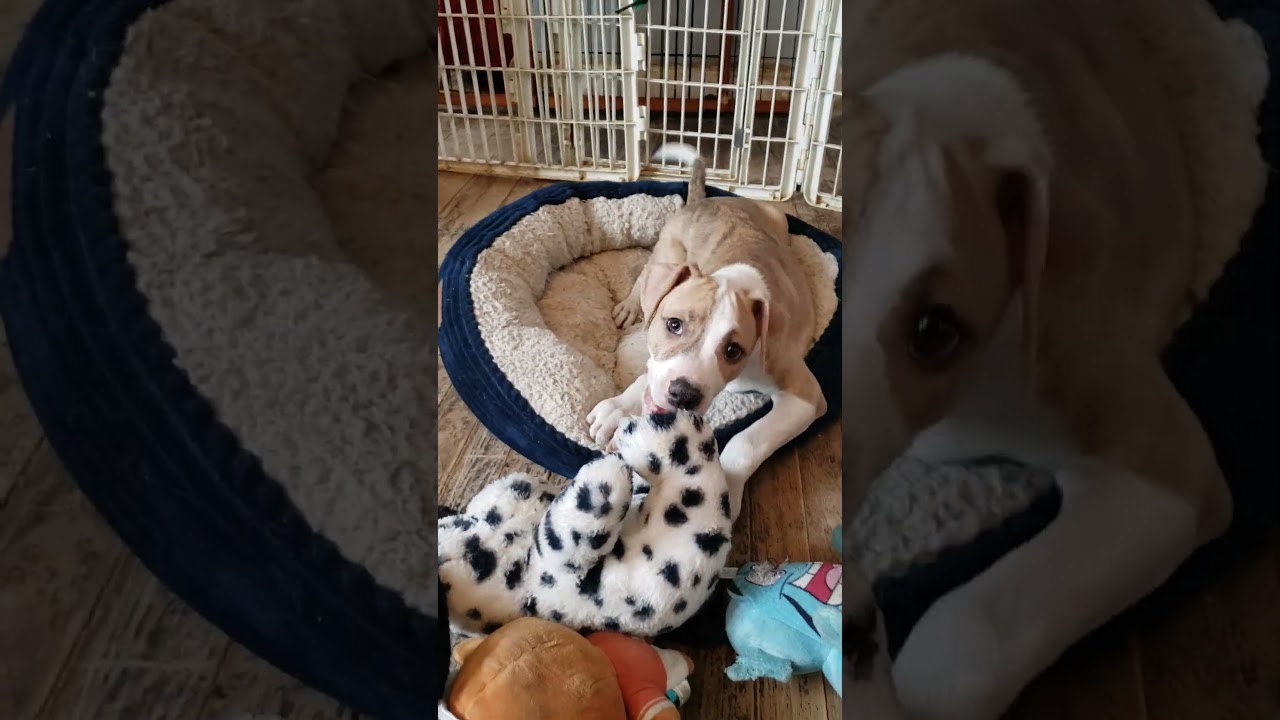 Brock, a ADOPTABLE mixed breed in Detroit, MI video 2/5