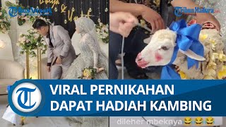 Viral Video Pasangan Pengantin Mendapat Hadiah Seekor Kambing, Didandani Gunakan Busana Bunga-bunga