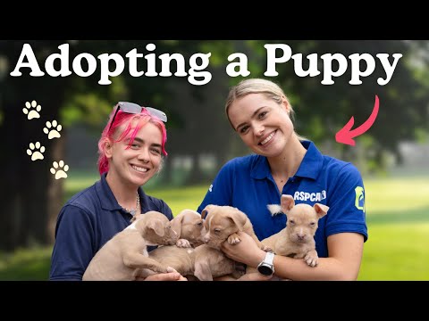 Animal rescue pet rehoming centre - This Esme - RSPCA