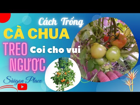 Cách trồng cà chua lộn ngược của Saigon Place coi cho vui @SaigonPlaceGardens