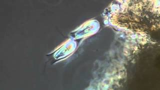 Biosphere - Antennaria