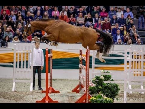 Trakehner Hengstmarkt Kat.Nr. 18 Hengst " Taryk " *2017