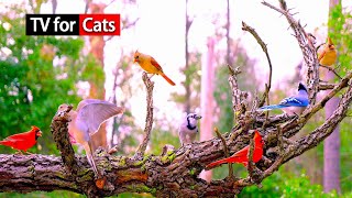 TV for Cats All Day CatTv Winter Feeder Calming Nature 😻 Weekly Stream  @LensMyth