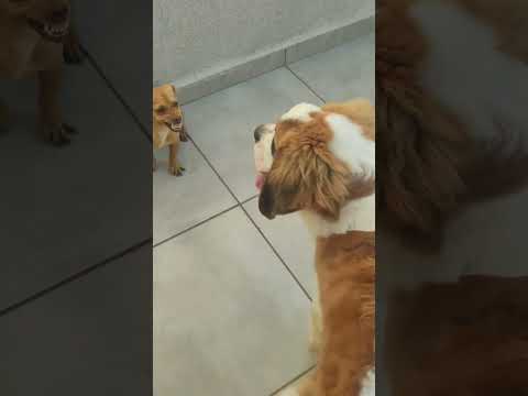 Dogs #dog #viral #fy #animals #youtube #video #perros #cachorro