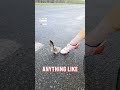 Pigeon Performs Mating Dance Around Cyclist S Foot
