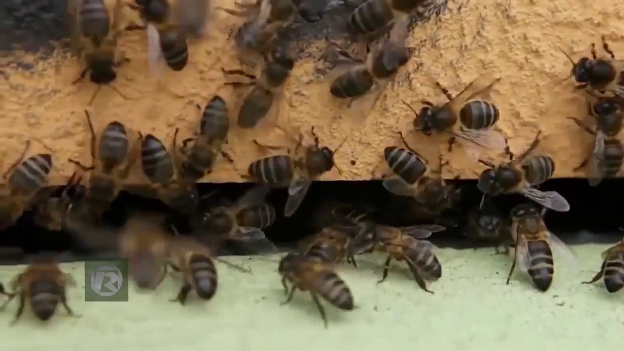 COMO É UMA CRIAÇÃO DE ABELHAS