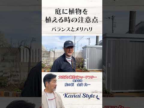 植物、花、丈夫な多年草、アイリス