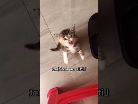 #Foryou#dogs#cats#Funnydog#Funnycats#Funny animals