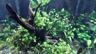 Plant Over Crowding: Trim Talk