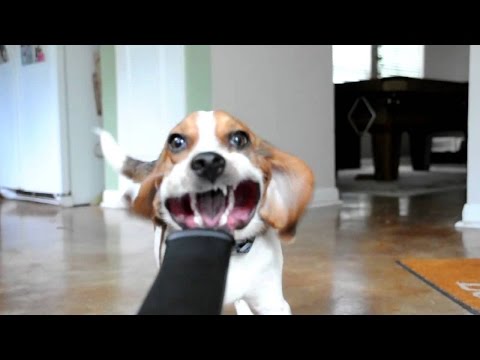 Chiens droles vs souffleuse à feuilles - chiens feuille amour blower compilation 2015