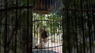 Download lagu burung gereja full isian mp3