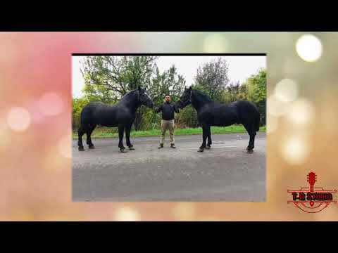 Runcu 2021- Kétegyházi Ballának