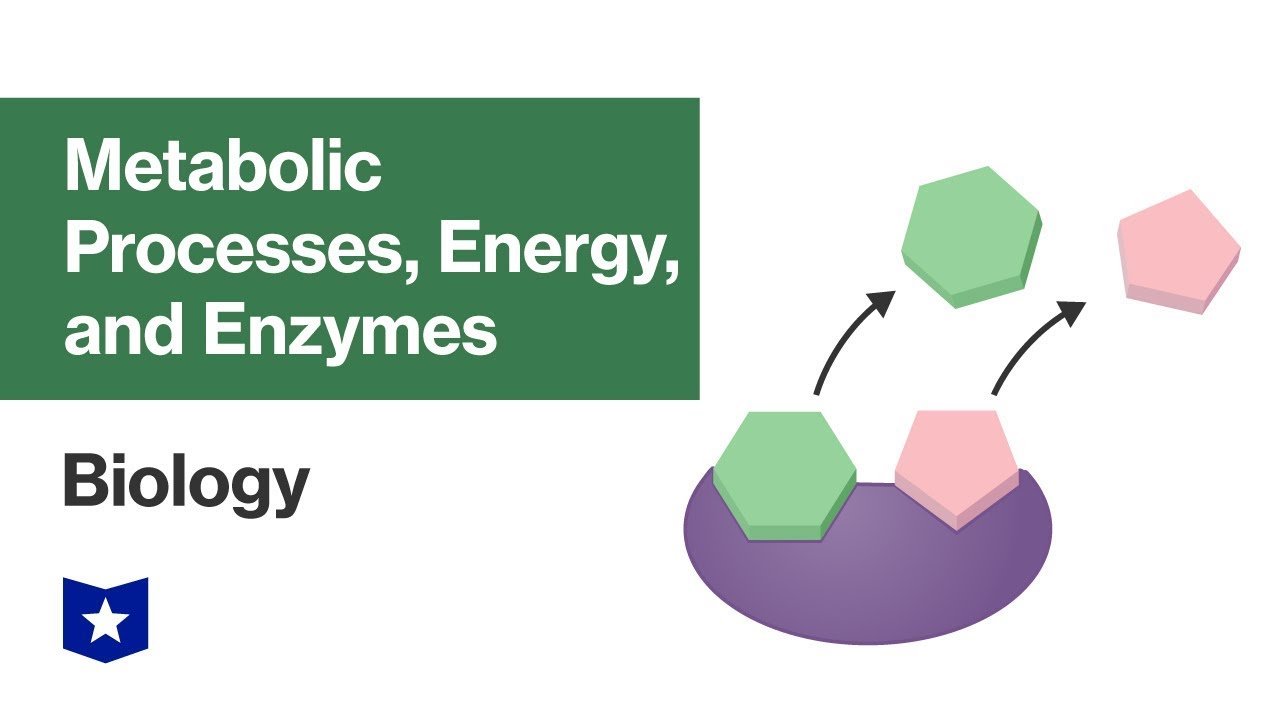 Metabolic Processes, Energy, and Enzymes | Biology