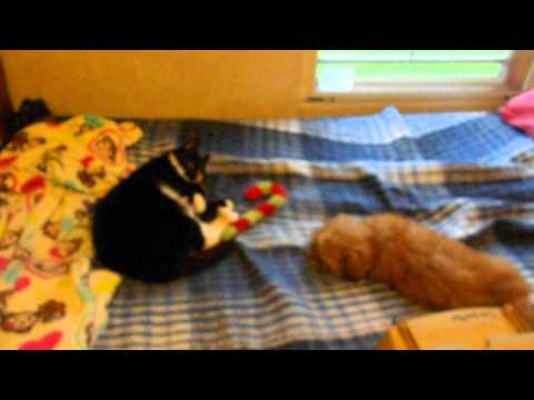 Michel & Taemin play on the bed 1