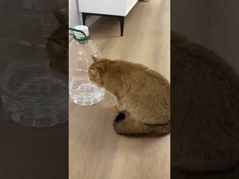 Cute sweet cat 😺🥰 #amazingfacts  #cat #facts #pets #cute #like