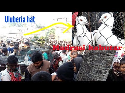 madrasi kabutar in uluberia hat by Raza Photography & Technical Video