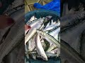 Fresh Fish #fitness #food #freshfish #shortsvideo #satisfyingasmr