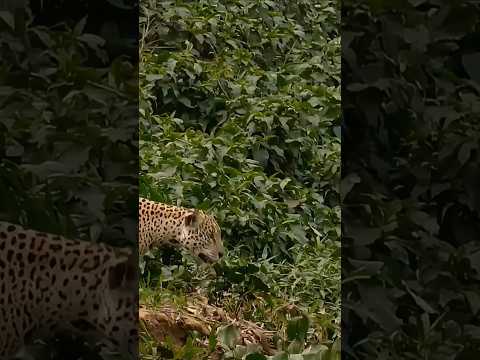 wild animals looking for prey #wildlife #animallife #shorts
