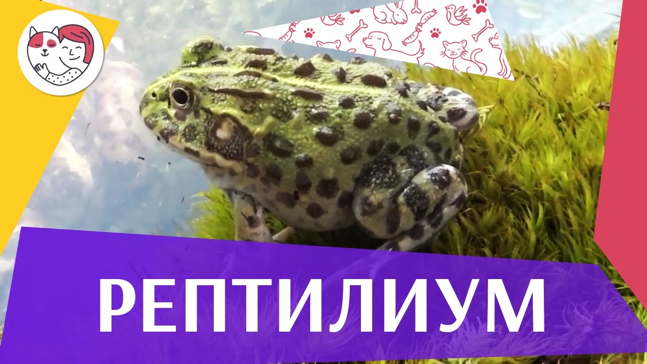 Выставка-продажа «Рептилиум» на ilikepet