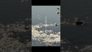 【RADWIMPSトリビュート】オーダーメイド arranged by 二ノ宮はぐ #radwimps #オーダーメイド #トリビュート #cover #歌ってみた #アレンジ