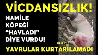Hamile Köpeği Havladı Diye Vurdu: Yavrular Kurtarılamadı!