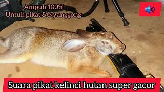 Download lagu SUARA PIKAT AMPUH KELINCI MEMANGGIL TEMANNYA/SUARA KELINCI HUTAN MEMANGGIL mp3