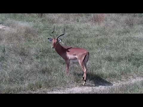 Djuma: Nyalas, Warthogs and Impalas - 13:31 - 04/03/2022