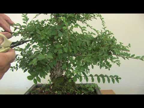 Pruning a Chinese Elm Bonsai 1