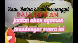 Download lagu pleci betina birahi memanggil jantan minta kawin memanggil koloni untuk terapi pleci macet bunyi mp3 Download lagu pleci betina birahi memanggil jantan minta kawin memanggil koloni untuk terapi pleci macet bunyi mp3