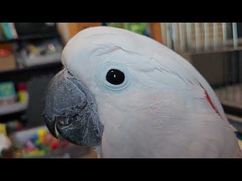 Ein Kakadu-Zusammenbruch (Lautstärkealarm ⚠️ 📢)