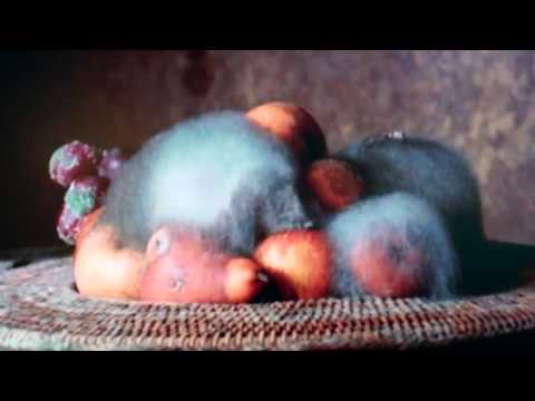 Still Life by Sam Taylor-Wood