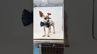 Video preview image #1 Chihuahua Puppy For Sale in Benton, LA, USA