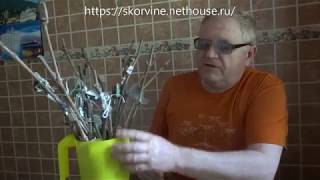 Выращивание винограда. Прививка винограда. Прививка методом