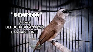 Download lagu Trucukan Bodi Kecil Unjuk Gigi Lagi..!!! Durasi Ropel Panjang mp3 Download lagu Trucukan Bodi Kecil Unjuk Gigi Lagi..!!! Durasi Ropel Panjang mp3