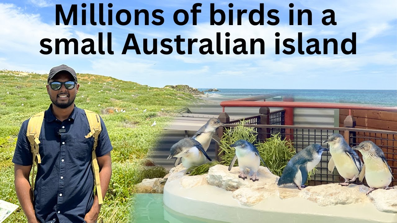 Explore Penguin Island through the lens of a traveler.