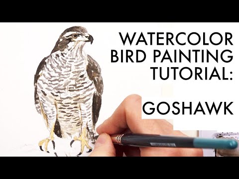 Painting a goshawk study in watercolor | bird painting tutorial