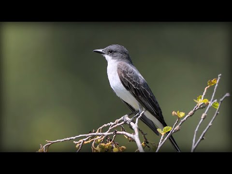 Postriežkar kráľovský (Tyrannus tyrannus) — hlas a správanie v prírode